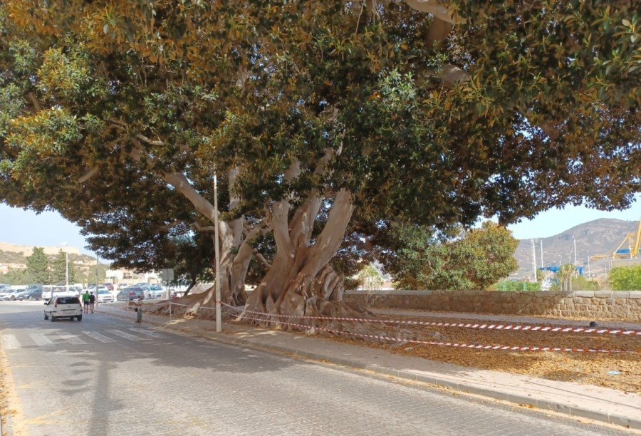 Parques y jardines incrementa el riego de árboles monumentales para evitar caídas de ramas por el calor 1 Parques y jardines incrementa el riego de árboles monumentales para evitar caídas de ramas por el calor