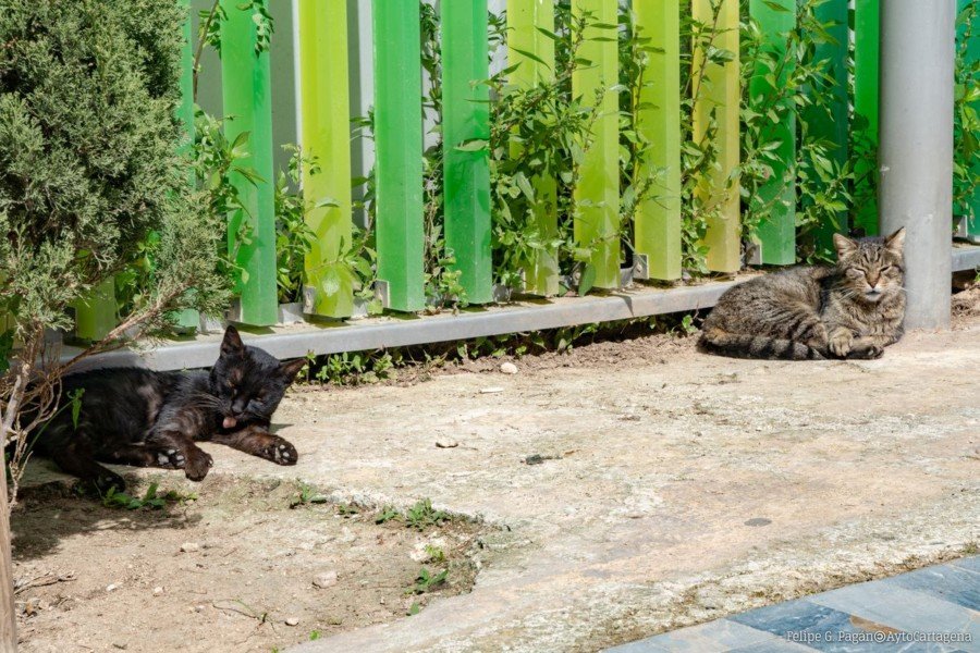 Luz verde al proyecto de Ordenanza Municipal de Bienestar Animal 1 Luz verde al proyecto de Ordenanza Municipal de Bienestar Animal