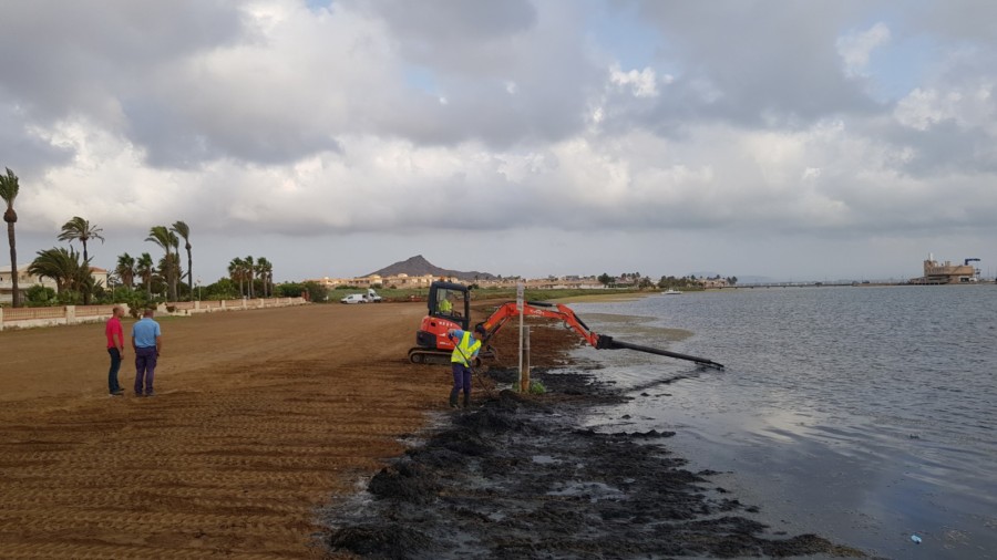 Cerca de una treintena de operarios trabajan en la retirada de biomasa en las playas del sur del Mar Menor