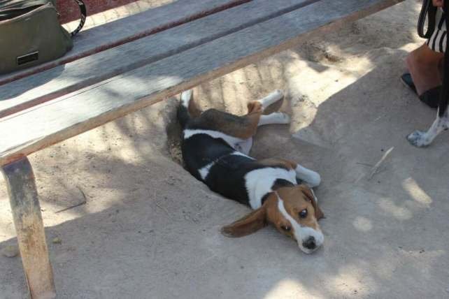MC exigirá mejoras para el abandonado parque canino de Barrio Peral 5 parque canino 4
