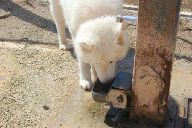 MC exigirá mejoras para el abandonado parque canino de Barrio Peral 1 parque canino 6