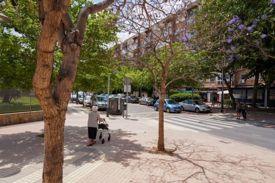 Jacaranda seca en Juan Fern�ndez con Avenida de los Toreros de Cartagena.